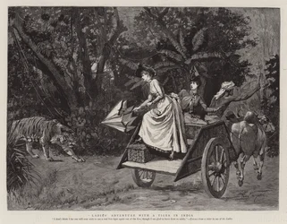 Damska przygoda z tygrysem w Indiach